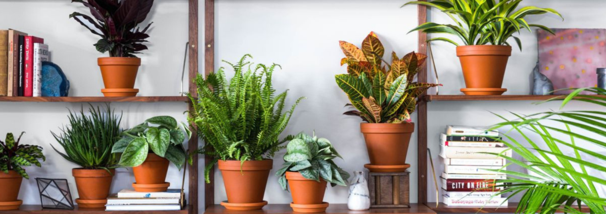 Piante appartamento preferite dai designer_desktop