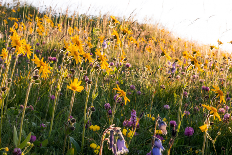 Austria, essenza di primavera