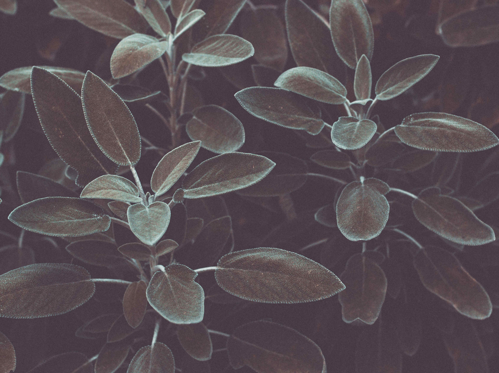 04-salvia