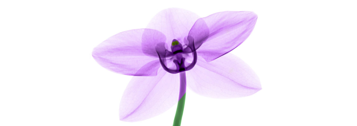 2DESKTOP_Profumi-fiori-primavera