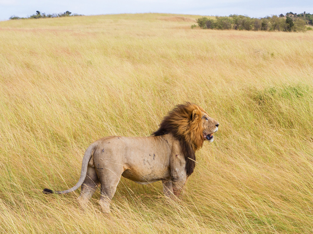 03-leone-kenya