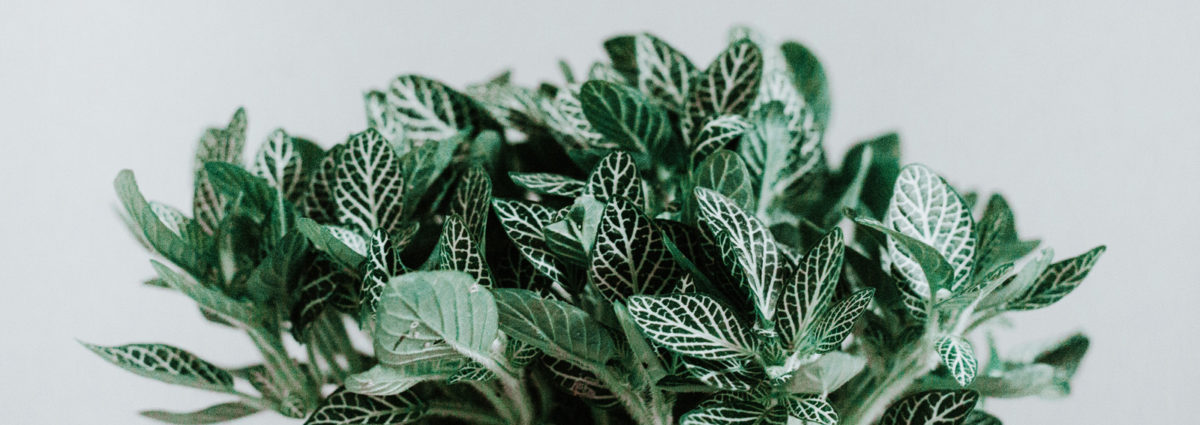 DESKTOP_PROFUMI-MENTA