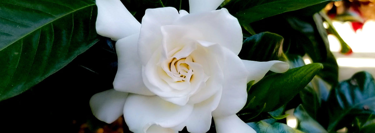 profumi-alla-gardenia-desktop