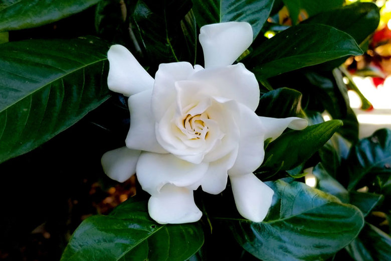 Profumi alla gardenia: il fiore bianco dalle note verdi e cremose