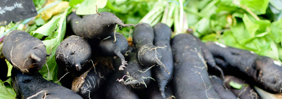 Scorzonera (desktop)