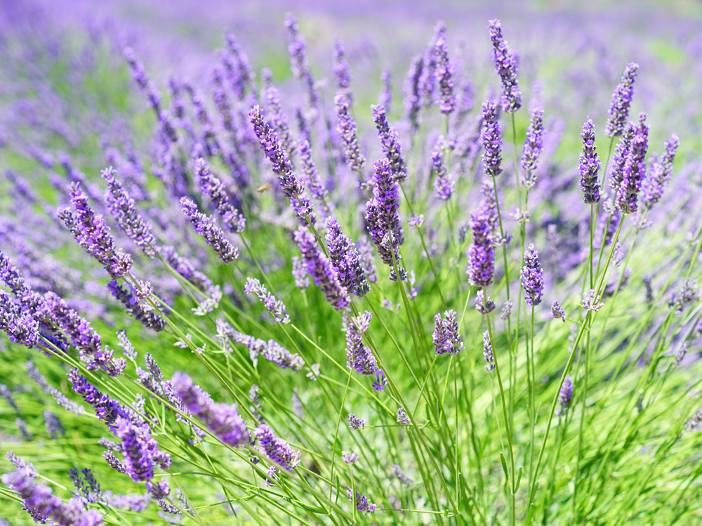 aroma-aromatic-beautiful-248158