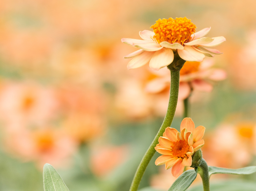 background-beautiful-blooming-1028705