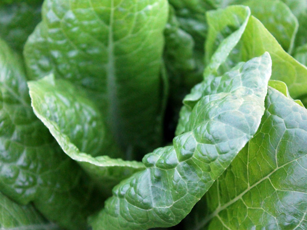 lattuga insalata