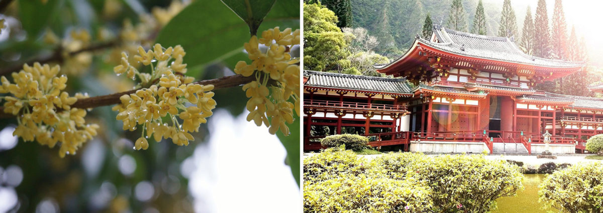 profumo-osmanto-desktop