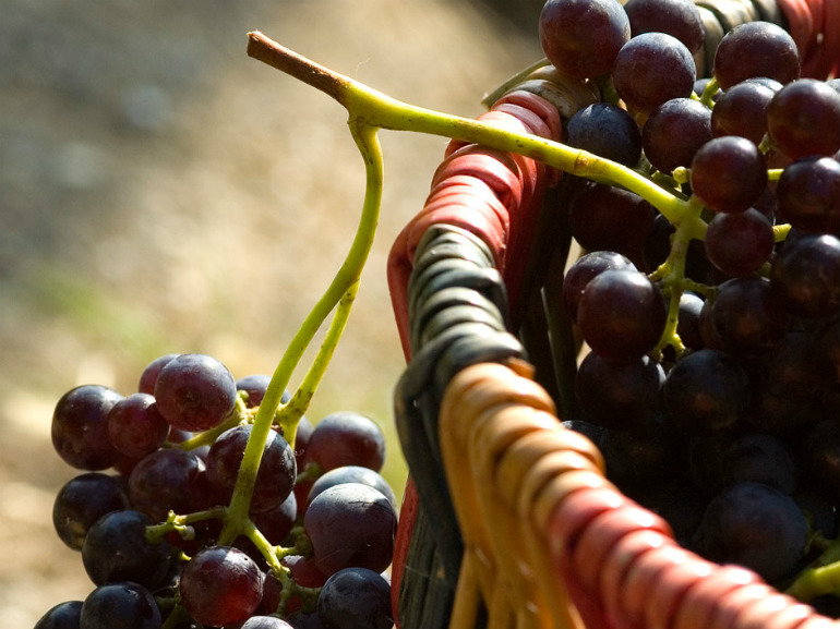 cantine aperte in vendemmia