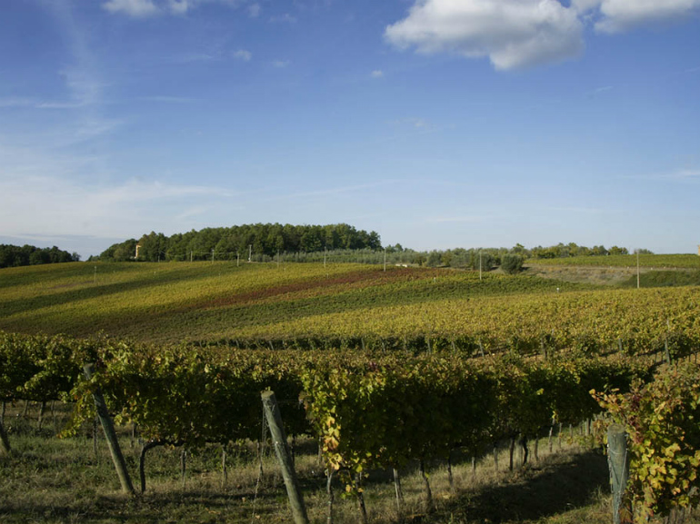 cantine aperte in vendemmia