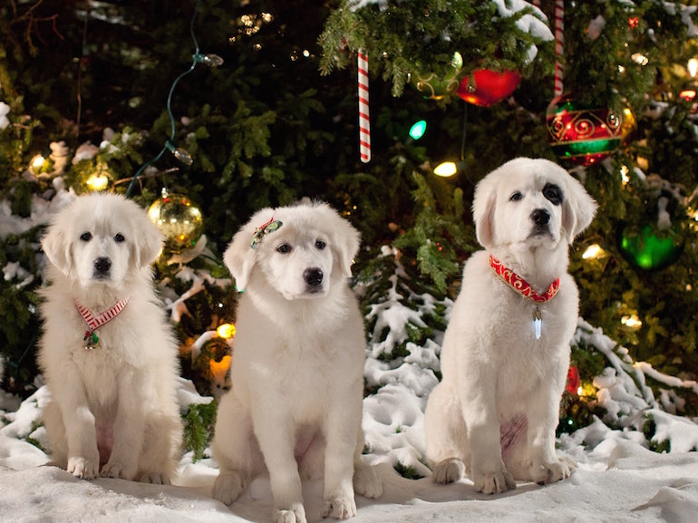 Cani magia del Natale