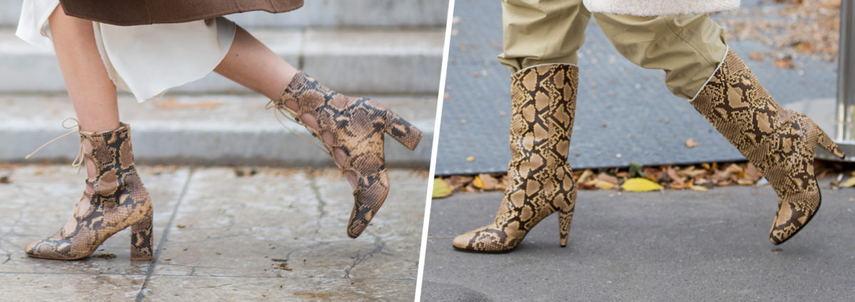 DESKTOP_pitone_rettile