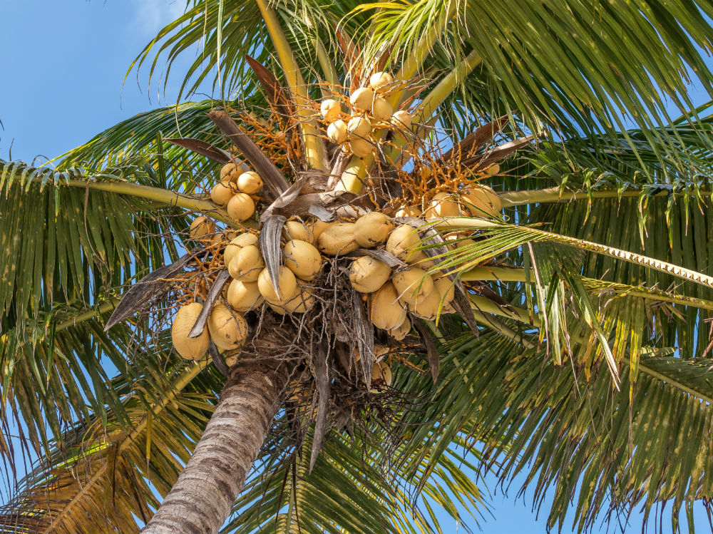 cocco pianta