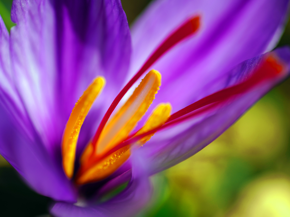 07-fiore-zafferano