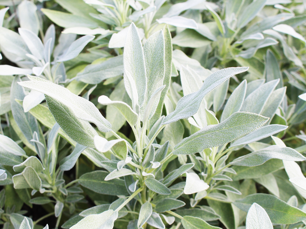 10-salvia