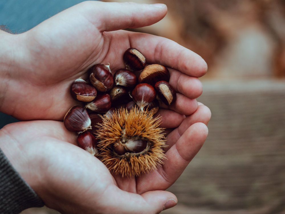 Le castagne sono un sostituto dietetico del pane? Ecco la risposta Le castagne sono un sostituto dietetico del pane? Ecco la risposta