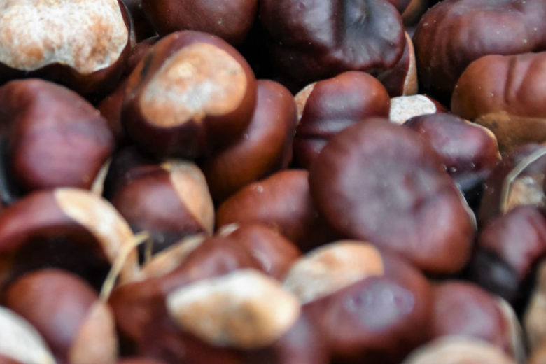 Le castagne possono essere un sostituto dietetico del pane? Ecco la risposta