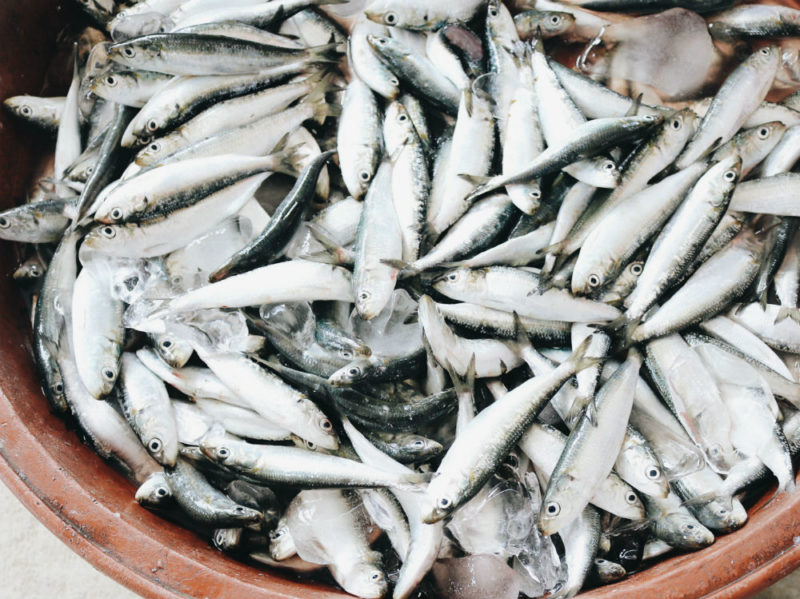 Alici E Sardine Sono La Stessa Cosa