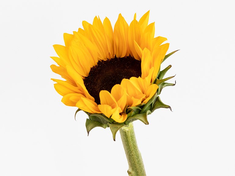 GIRASOLE significato