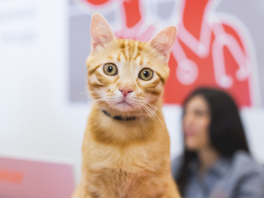 cat day
