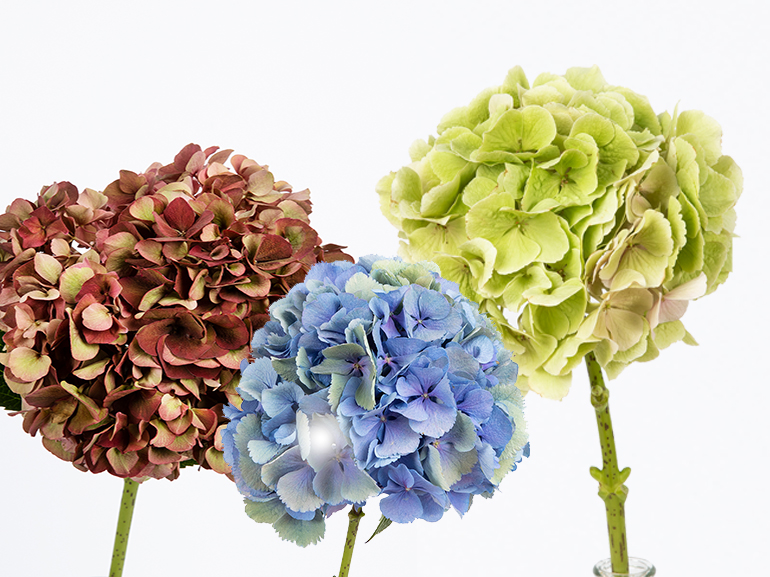 ortensia significato fiori