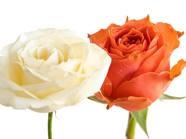 rose significato