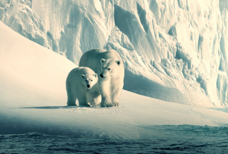 I più bei film e documentari sulla natura e l’ambiente da vedere assolutamente