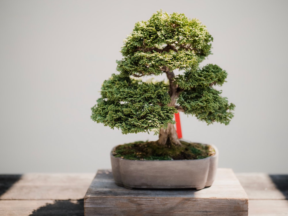 bonsai