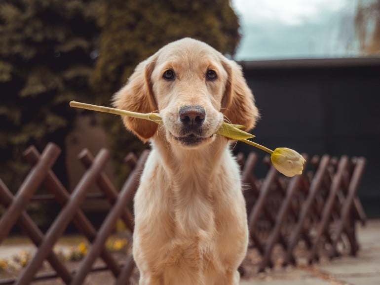 cane fiore