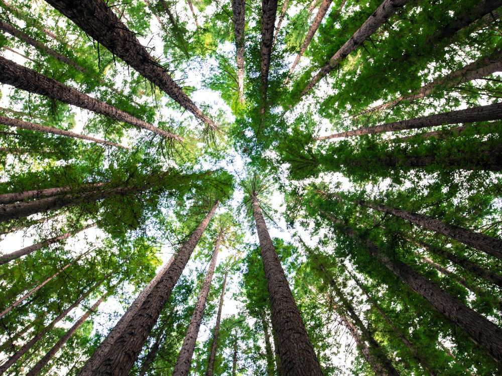 04-alberi