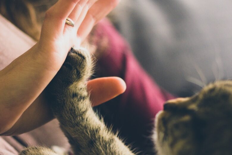 I migliori compagni di quarantena? Cani e gatti. Lo dice la psicologia