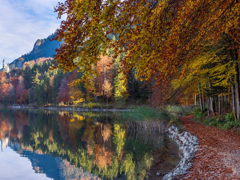 Bavarian Forest edreams