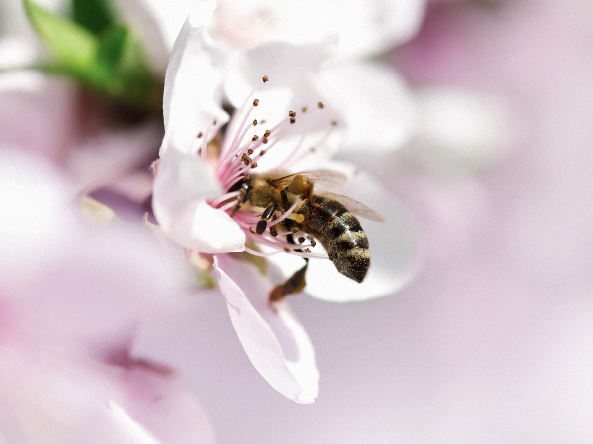 guerlain-world-bee-day-2021-01