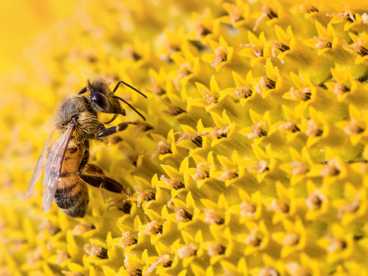 guerlain-world-bee-day-2021-05