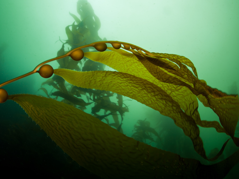 Giant Kelp in California