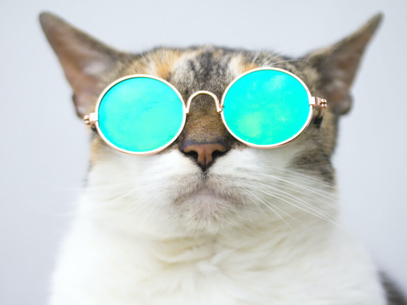 Cat with glasses