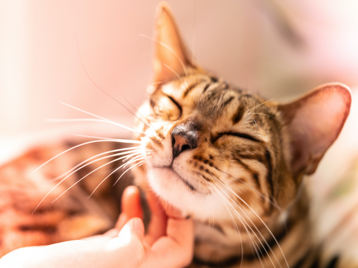 A child stroking a cat that sleeps in the sun