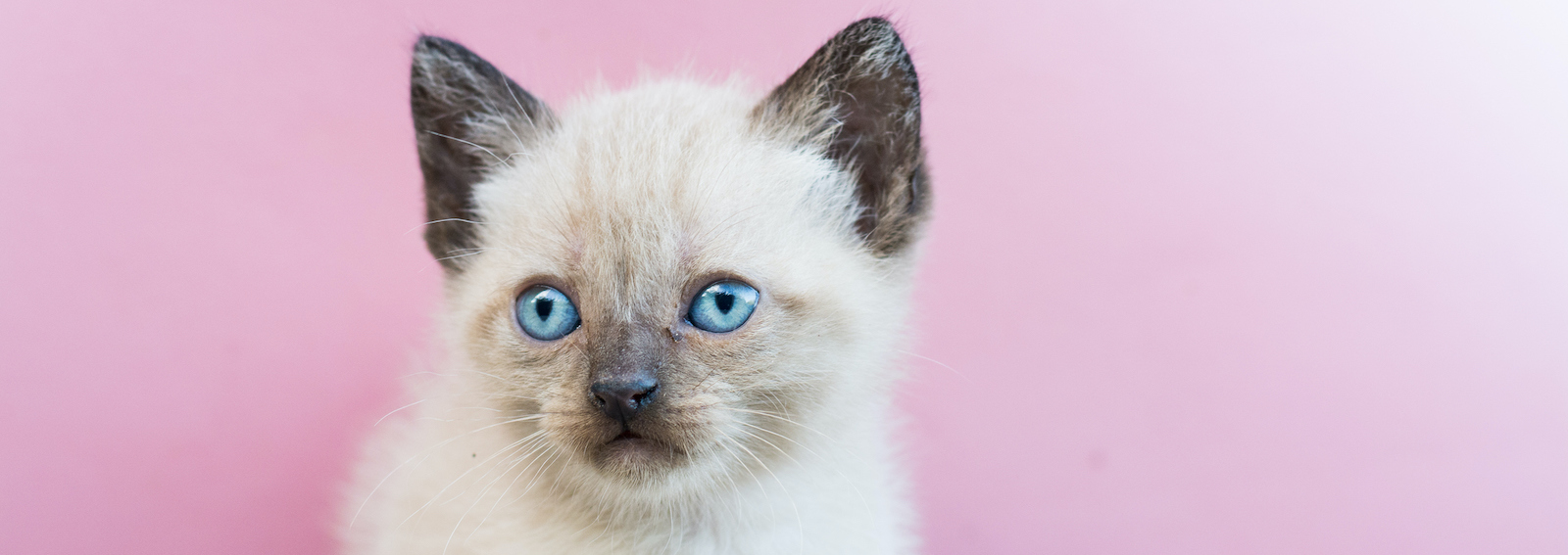 a puppy cat with pink background