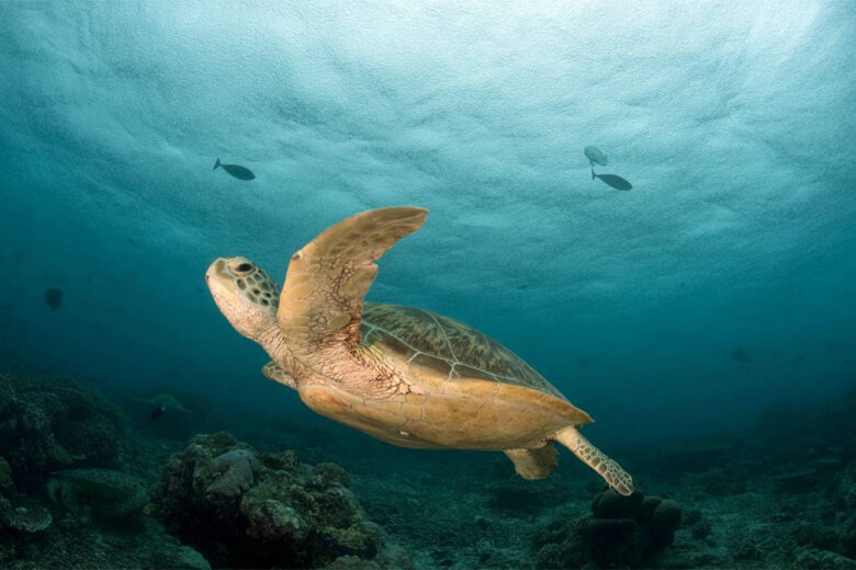 World Oceans Day: la moda celebra la giornata mondiale degli oceani