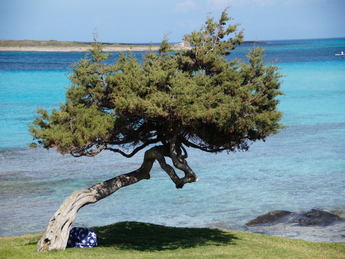 stintino la pelosa sardegna mare