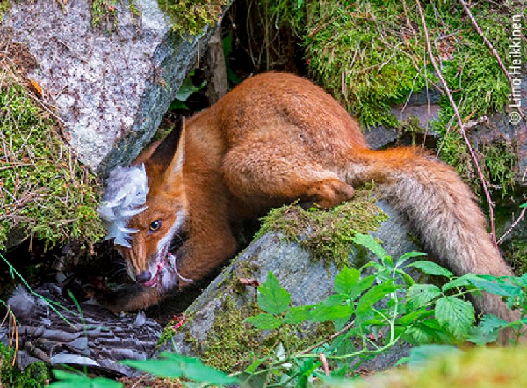 Wildlife photografer of the year