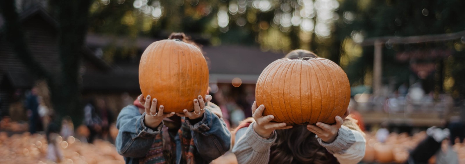 pumpkin patch