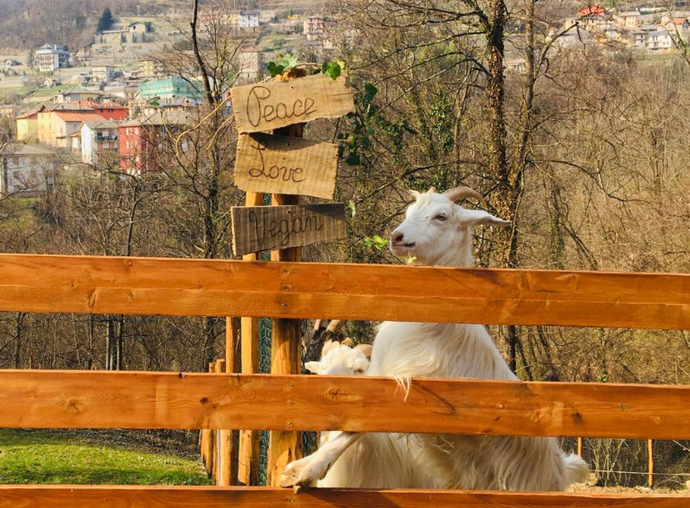 La capra campa Milano
