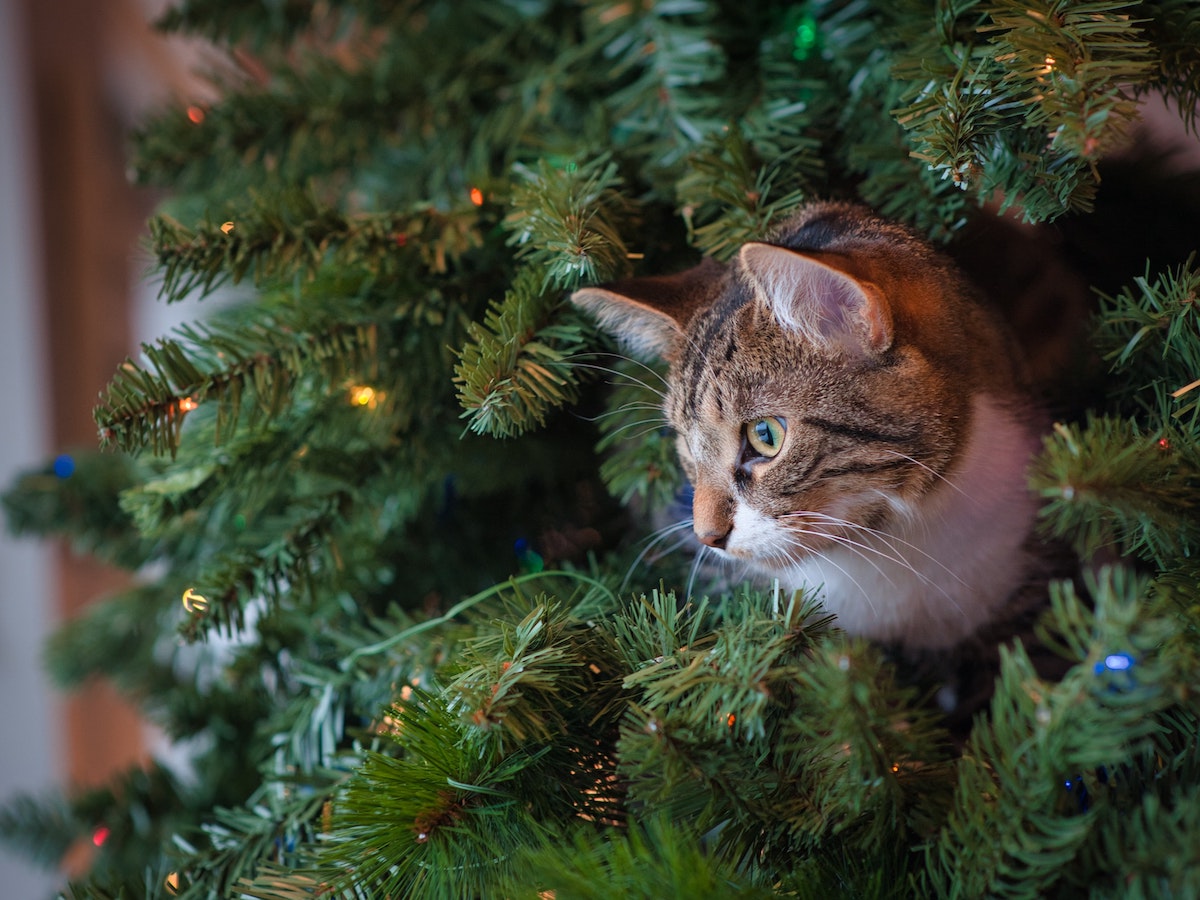 gatto albero natale