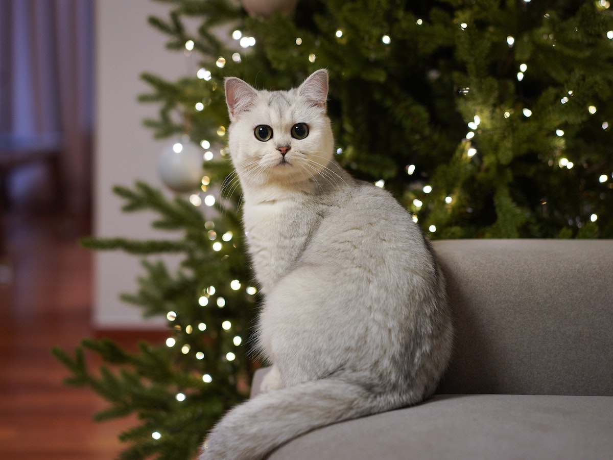 gatto albero natale