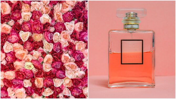 Profumi alla rosa: i migliori tra grandi classici e novità da non