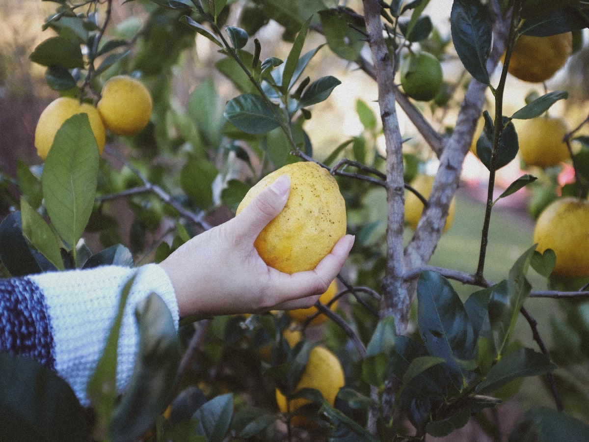 albero di limone raccolta frutta