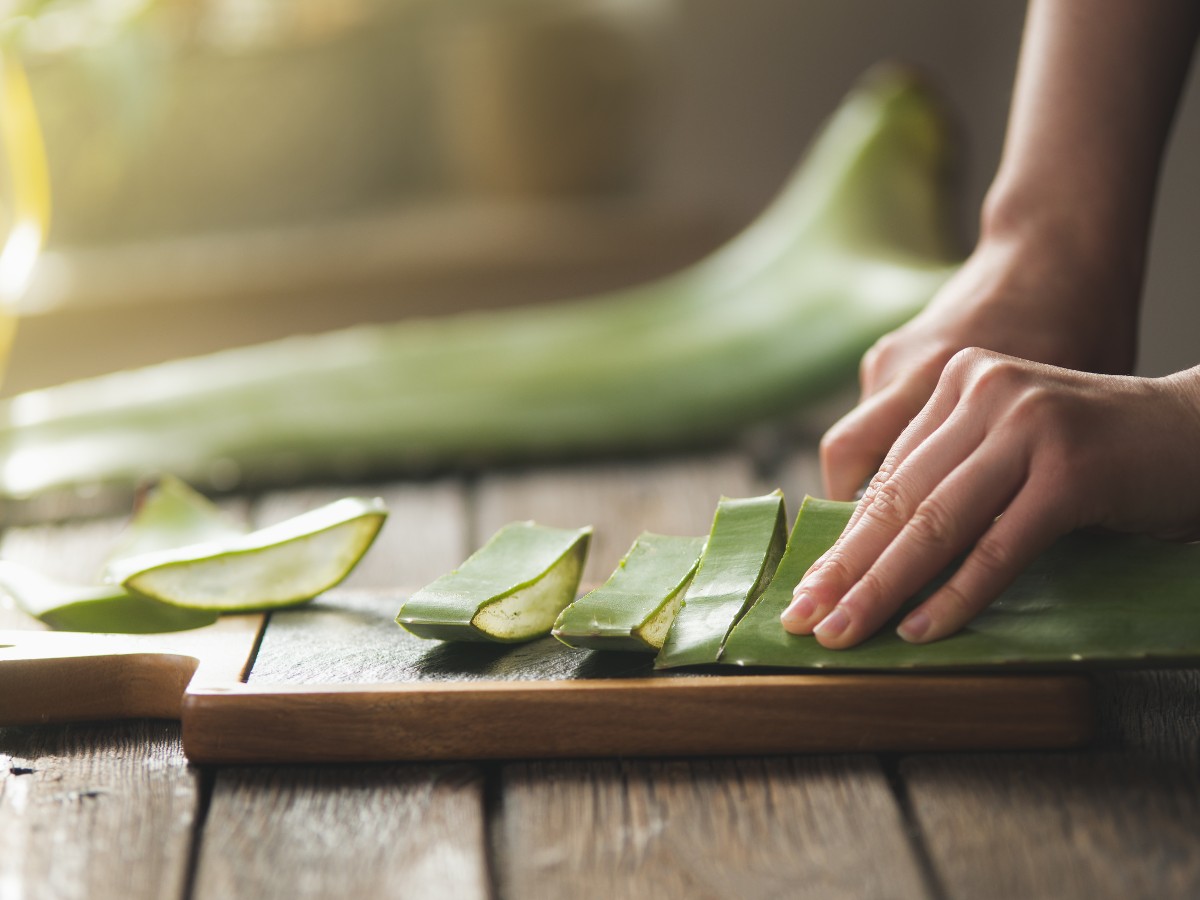 aloe vera