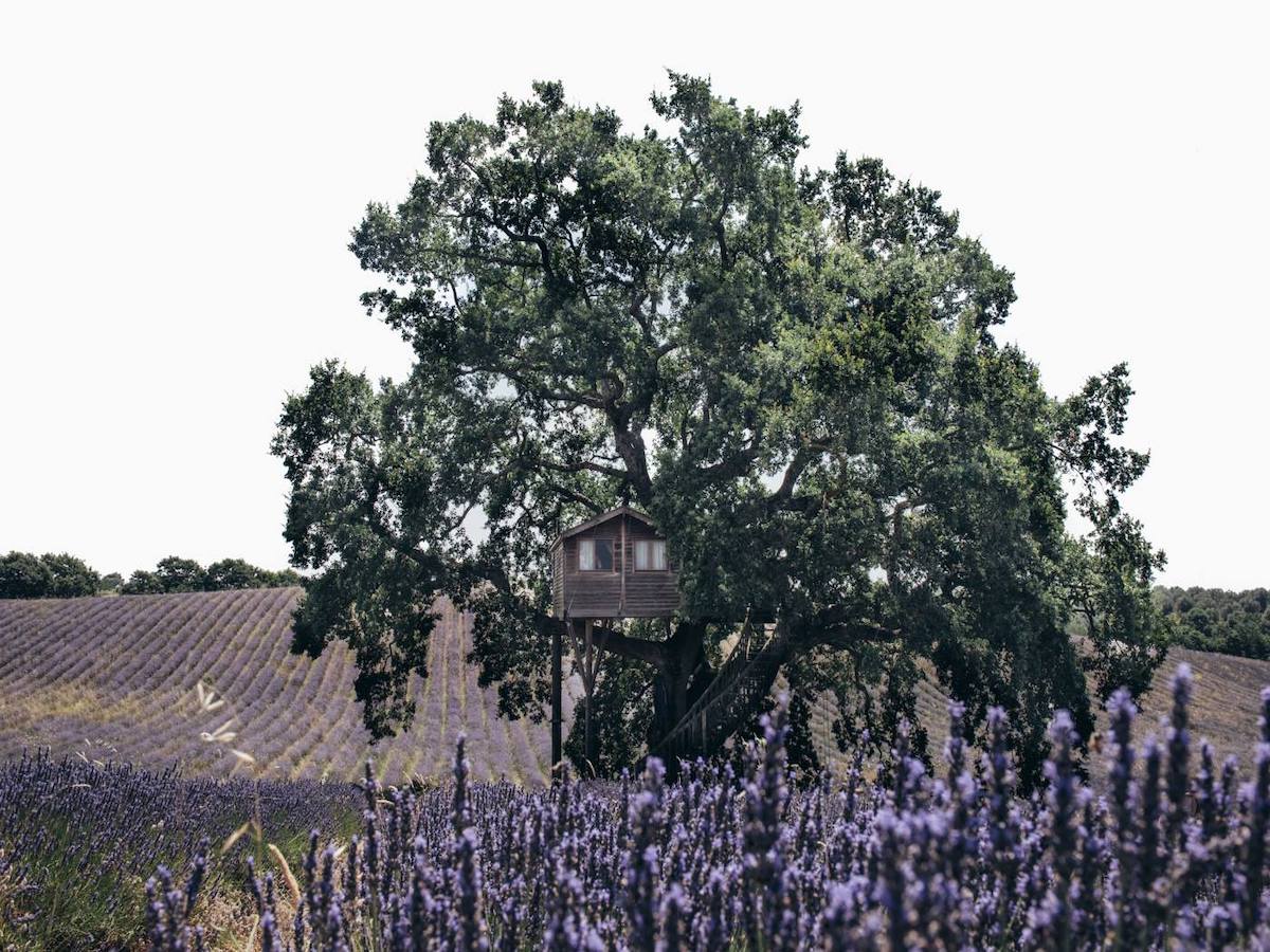 la piantata casa sull’albero